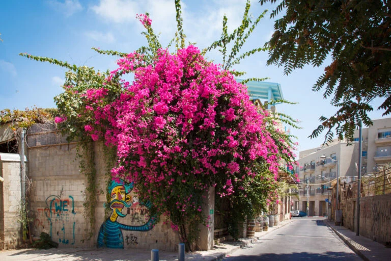 הדיון במדיניות הגבולות של ישראל עולה מחדש עם פטירתה של הפעילה הבולטת שפי פז