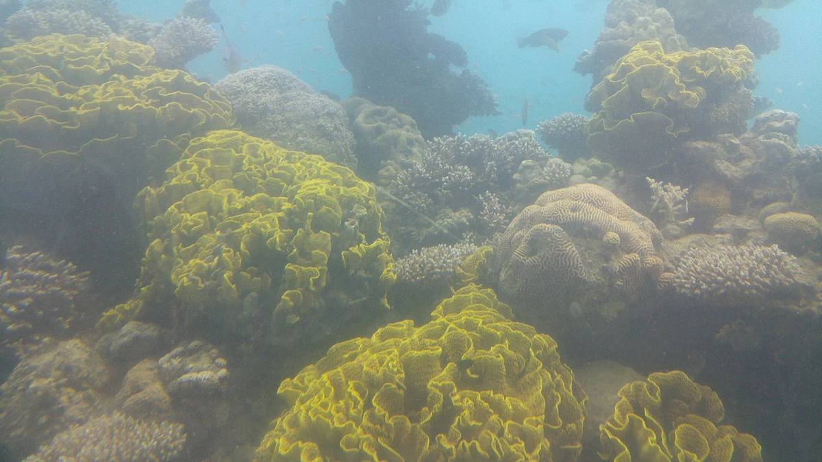 Scuba diving along the coral reefs of the Gulf of Eilat Red Sea