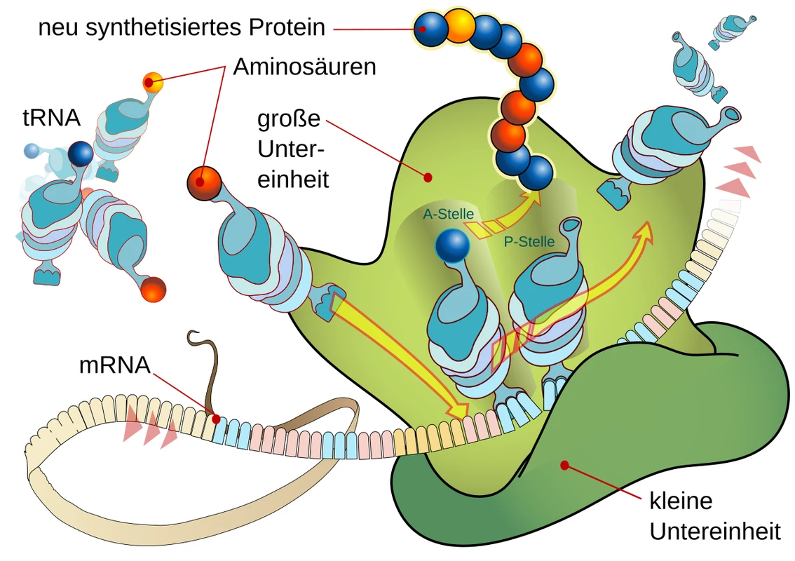 3D atomic model of the 70S ribosome