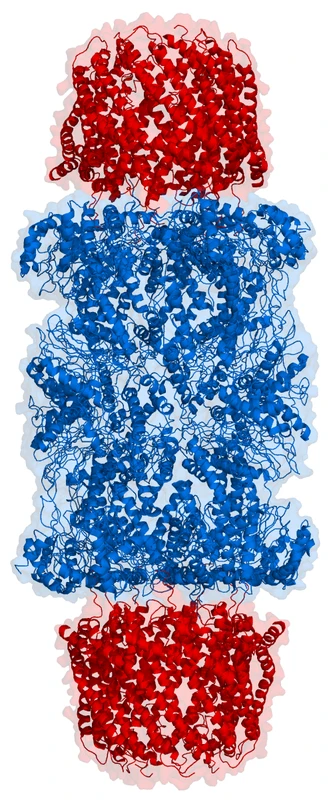 Ubiquitin proteasome system biochemical cascade