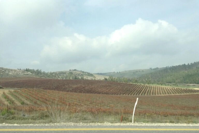Israel Leverages Venture Innovation to Drive Regional Climate Tech Leadership